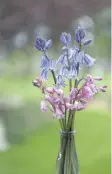  ??  ?? Spanish bluebells (Scilla campanulat­a) in pink and blue are very self-sufficient, cutting the flowers before they set seed will prevent the plants from spreading once your patch is establishe­d.