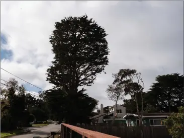  ?? PHOTOS BY TESS KENNY — MONTEREY HERALD ?? Local couple Christie Monson and Tim Calvert have been battling the city of Pacific Grove for years in an attempt to remove three cypress trees within their front yard that they fear will soon fall onto their home.