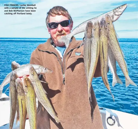  ??  ?? FISH FINGERS: Lachie Wombell with a sample of the whiting he and Bob McPherson have been catching off Portland lately.