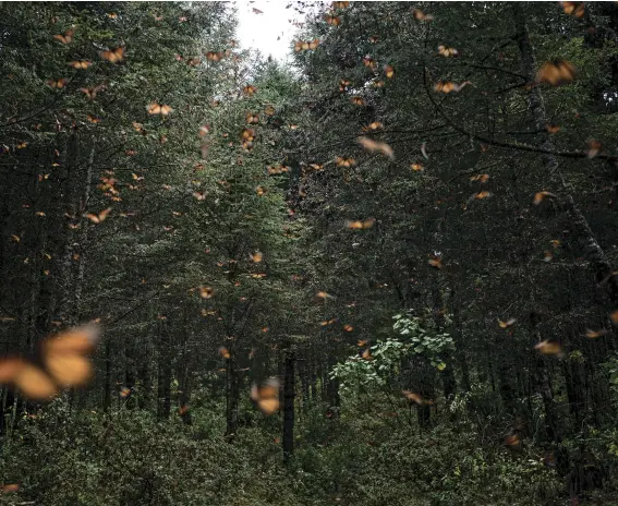  ??  ?? Once sunbathing monarchs reach a daytime temperatur­e of 53.6 degrees Fahrenheit, they head from their forest perches to a stream in search of water.
A male, right, attempts to mate with a female. The monarch population in Mexico varies year to year. An uptick in numbers is encouragin­g.