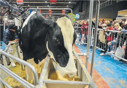  ?? FEDERICO IMAS ?? Clase. Una vaca Holando Argentino, en el tambo que instalaron en la exposición.