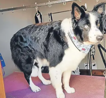  ??  ?? Above: House of Howlers Dog Grooming service is waiving its fees to get Shep ready. Right: Shep and Peter Robson in Ninewells Hospital.