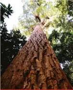  ?? Anderson Coelho ?? Peroba-rosa do Bosque: testemunha da história