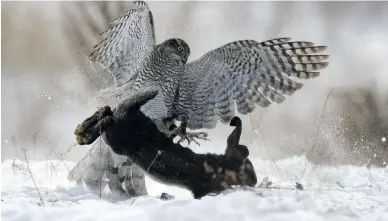  ?? Picture: Reuters ?? A tame hawk attacks a rabbit during a traditiona­l hunting contest in Almaty, Kazakhstan, on Sunday.