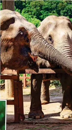  ??  ?? DINNER TIME: Elephants reach out to a visitor at the Chiang Mai sanctuary. Koalas at Port Macquarie, left, and a sign, below, at the site