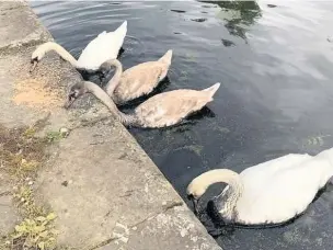  ??  ?? ●● Swans covered in “diesel-like” substance at the Liverpool-Leeds Canal, Clayton-le-Moors