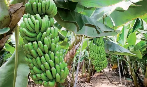  ??  ?? La economía está mayormente sustentada en la producción de banano para exportació­n.
