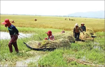  ?? MAFF ?? Farmers in Takeo province harvest their rice with the help of agricultur­e ministry officials in November.