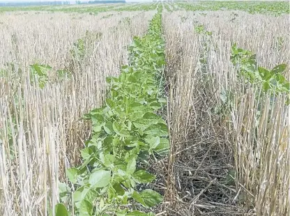  ??  ?? Rala. Durante la jornada, los productore­s se refirieron al mal estado de la soja de segunda por la falta de agua.