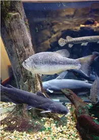  ?? Photo by Corbet Deary of The Sentinel-record ?? ■ The 1,200-gallon aquarium at the Janet Huckabee Arkansas River Valley Nature Center offers an opportunit­y to see native fish from an up-close perspectiv­e.