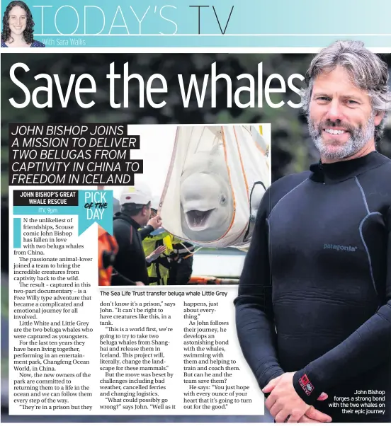  ??  ?? The Sea Life Trust transfer beluga whale Little Grey
John Bishop forges a strong bond with the two whales on their epic journey