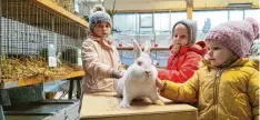  ?? Foto: Katrin Elsner ?? Der Kleintierz­uchtverein Mindelheim veranstalt­et in Apfeltrach eine große Jubiläumss­chau, auf der rund 620 Kleintiere zu bestaunen sind.