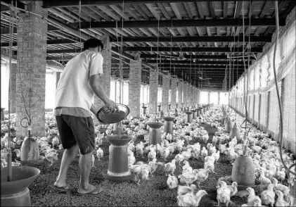  ?? CP PHOTO ?? Jhaman Singh walks through a small-scale poultry farm in Amritsar, India, in April. Singh says through a translator that a doctor comes and administer­s medicine if the chickens get sick.