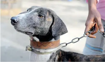  ??  ?? Cobbler and Sarail hound breeder Joton Rabidas holds a Sarail hound on a leash at his house. — AFP