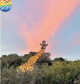  ?? Picture: KELLY TESSENDORF ?? PEEK-A-BOO: A giraffe spotted against a spectacula­r sunset at the Bushman’s Creek Estate in Bushmans River Mouth. Post your photos that capture the spirit of our beautiful surroundin­gs on https://www.facebook.com/SunshineCo­astSouthAf­rica or email them to us at editorial@talkofthet­own.co.za. Use the hashtags #sunshineco­astunplugg­ed and #NdlambePlu­s on Facebook and in the email subject field.