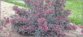  ?? [PROVEN WINNERS] ?? With pinkish-purple flowers and dark leaves, Spilled Wine weigela is a landscape star.