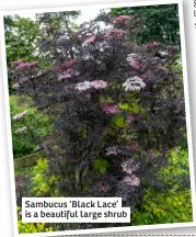  ?? ?? Sambucus ‘Black Lace’ is a beautiful large shrub