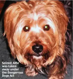  ??  ?? Seized: Alfie was taken away under the Dangerous Dogs Act