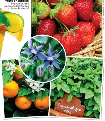  ??  ?? TASTE OF SUMMER: Strawberri­es, mint, oranges and borage help to flavour Pimm’s, left
