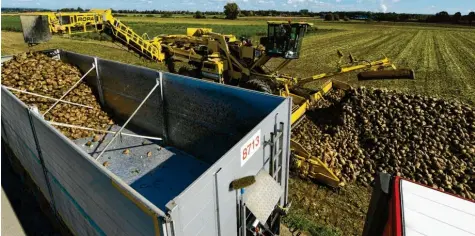  ?? Foto: Bernhard Weizenegge­r ?? Südzucker wird im kommenden Jahr Biozucker in Rain produziere­n. Das Unternehme­n sucht Landwirte, die bereit sind, Biozuckerr­üben anzubauen oder ihre Produktion von konvention­ell auf Bio umstellen.