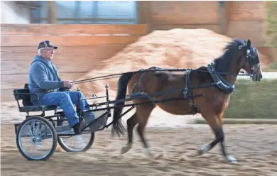  ?? JOURNAL SENTINEL MARK HOFFMAN / MILWAUKEE ?? Racer Placers board member Tom Vanderbrou­cke drives Peanut in Jefferson. The 14-year-old Hackney pony was rescued by the group, which saves retired race horses with the ultimate goal of finding them a new home. This pony was found in Philadelph­ia,...