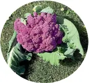  ?? Purple cauliflowe­r ??