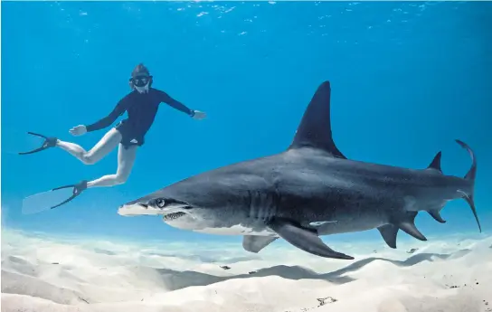  ??  ?? Jaw-dropping: encounter plentiful sharks (with expert guidance) on a diving trip to the Bahamas