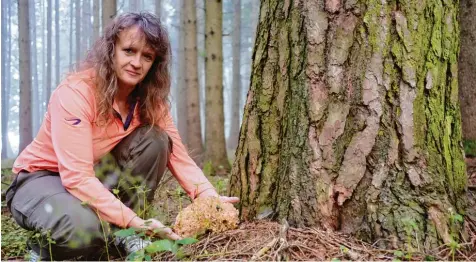  ?? Foto: Christoph Lotter ?? Pilzberate­rin Sabine Mengel aus Obergriesb­ach hofft nach dem Regen der vergangene­n Tage auf mehr Pilze. Im Wald bei Obergriesb­ach zeigt sie eine Krause Glucke: Diese wächst ab dem Spätsommer bis in den Spätherbst meistens an Kiefern. Sie schmeckt sehr pilzig und würzig und hat Mengel zufolge ein schönes Butterarom­a. Allerdings ist sie oft schwierig zu säubern.