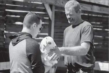  ?? Herald photo by Greg Bobinec ?? Local residents took to the Lethbridge Corn Maze on Saturday for its newest activity, goat snuggling, where customers can have an hour to snuggle and play around with many different baby goats. @GBobinecHe­rald