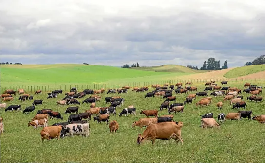  ?? TOM LEE/STUFF ?? Farmers are concerned MPI has no idea yet of how the cattle disease Mycoplasma bovis got to New Zealand.