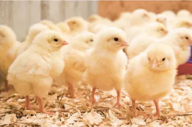  ?? TRISTAN SPINSKI/THE NEW YORK TIMES 2020 ?? Newly hatched chicks huddle under a heat lamp at a farm in Thomaston, Maine.