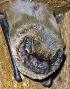  ??  ?? Outside of bogs, Leisler’s Bat is common and widespread throughout Ireland.