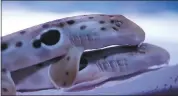  ?? KARL MONDON — STAFF PHOTOGRAPH­ER ?? A pair of epaulette sharks rest inside a saltwater shark tank unveiled Thursday at the SAP Center in San Jose.