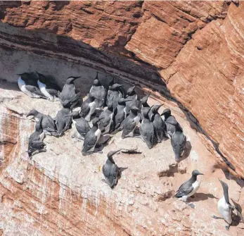  ?? FOTO: MARCUS BRANDT/DPA ?? Trottellum­men sitzen auf den Felsvorspr­üngen der Insel Helgoland. Die zunehmende Meeresvers­chmutzung und der Klimawande­l bedroht die seltenen Vögel.