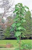  ?? LEE REICH/AP ?? If cut back each year by winter cold or pruning saw, paulownia grows back vigorously and sports humongous leaves.