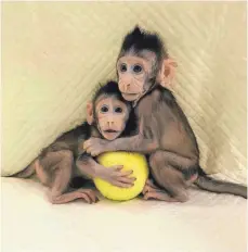  ?? FOTO: QIANG SUN/ MU-MING POO/CHINESE ACADEMY OF SCIENCES/DPA ?? Hua Hua und Zhong Zhong sind die ersten Affen, die nach Dolly-Methode geklont wurden.
