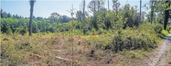  ?? FOTO: RALF SCHÄFER ?? Sehr schön und ruhig gelegen: Hinter dem Parkplatz der Grillhütte in der Nähe des Brandweihe­rs wird der Waldkinder­garten Kluftern aufgebaut werden.