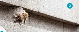  ??  ?? 2.JUST A HOP AND A SKIP. He scrambles along a ledge on the side of the building. 2