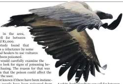  ?? Photo: Derek Keats ?? A white-backed vulture can sell for between R300 and R1,000.