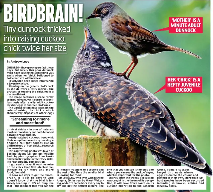  ??  ?? ‘MOTHER’ IS A MINUTE ADULT DUNNOCK HER ‘CHICK’ IS A HEFTY JUVENILE CUCKOO