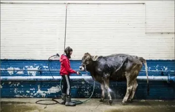  ?? Matt Rourke/Associated Press ?? Kristin Shaffer, 12, of Port Trevorton, Snyder County, cleans her brown Swiss dairy cow Wednesday during the 103rd Pennsylvan­ia Farm Show in Harrisburg.