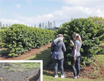  ??  ?? 考艾咖啡種植場：實驗苗 考艾咖啡種植場：有些咖啡樹可以長到1­3呎高。