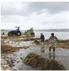  ?? XINHUA ?? SARGAZO. Desde abril comenzó a invadir las playas del Caribe.