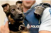  ?? KAVINDA HERATH/STUFF ?? Wolf is the newest recruit to the Southland police dog section.