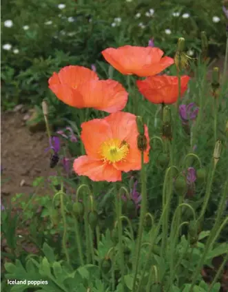  ??  ?? Iceland poppies