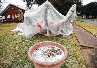  ?? File photo ?? When covering plants to protect them from a freeze, plastic is only effective if there is a cloth or blanket between it and the foliage.