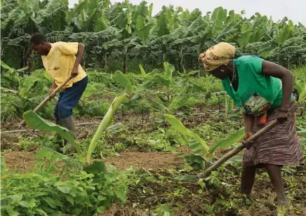  ?? JAIMAGENS ?? Agências da ONU dizem que produtores e comerciant­es de produtos orgânicos em África estão a sofrer com a falta de financiame­nto