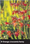  ??  ?? Orange crocosmia herey