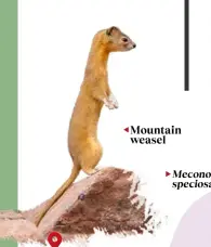  ?? ?? Mountain weasel
Meconopsis speciosa
