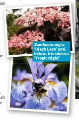  ??  ?? Sambucus nigra ‘Black Lace’ and, below, Iris sibirica ‘Tropic Night’